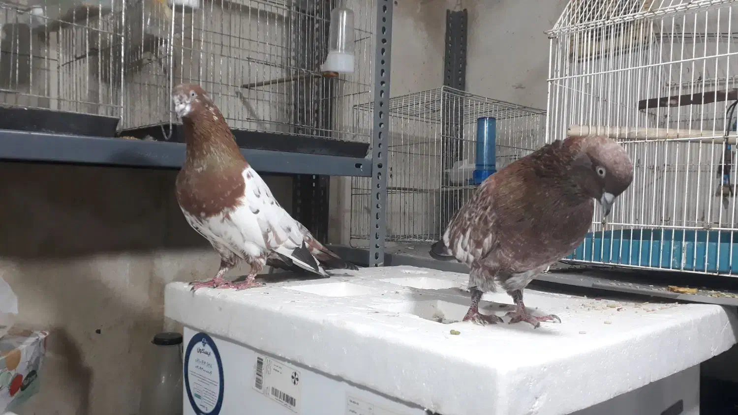 کله تاپ جفت|پرنده|اهواز, کوی صنایع|دیوار