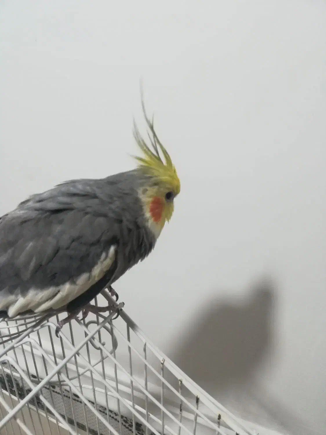 گم شدن عروس هلندی|پرنده|برازجان, |دیوار