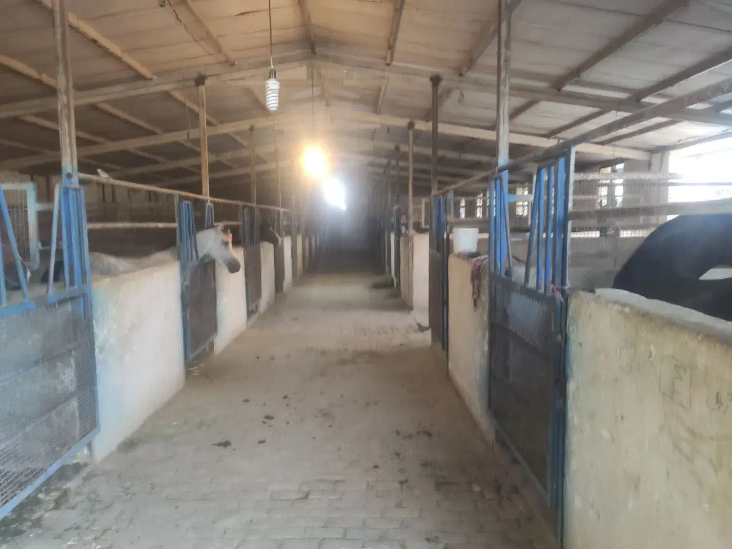 اصطبل اسب|اجارهٔ دفتر صنعتی، کشاورزی، تجاری|زرقان, |دیوار