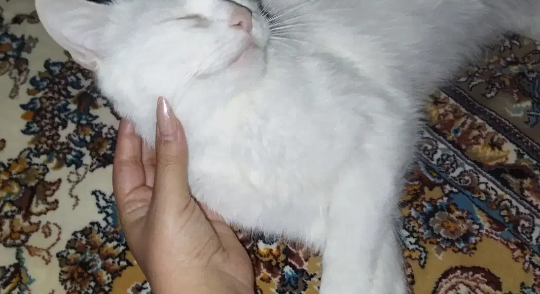 گربه پرشین|گربه|تبریز, |دیوار