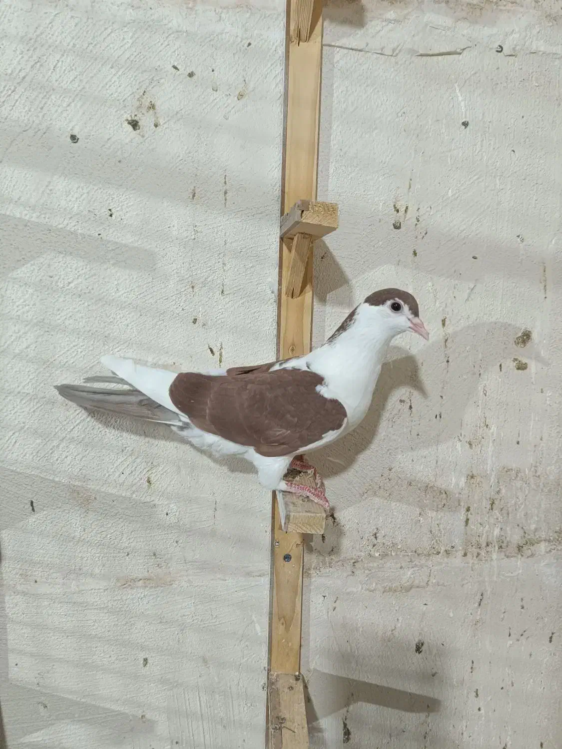 کفتر|پرنده|مشهد, هنرور|دیوار