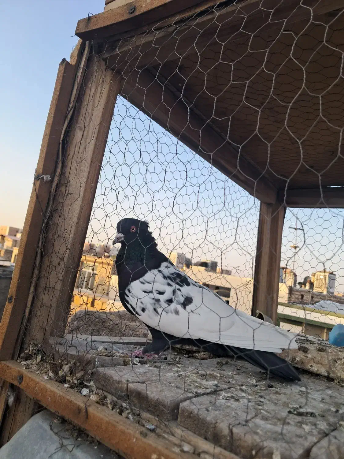 سینه ای|پرنده|اصفهان, منتظرالمهدی|دیوار