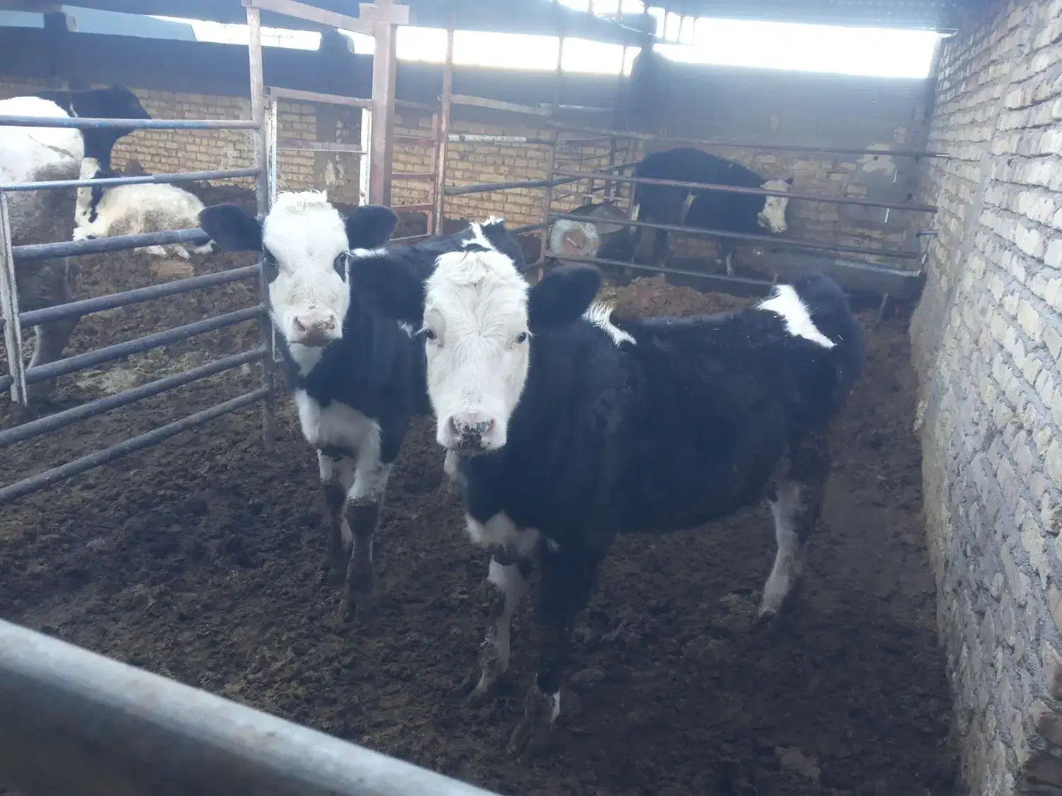 گاو|حیوانات مزرعه|مرودشت, مجد آباد|دیوار