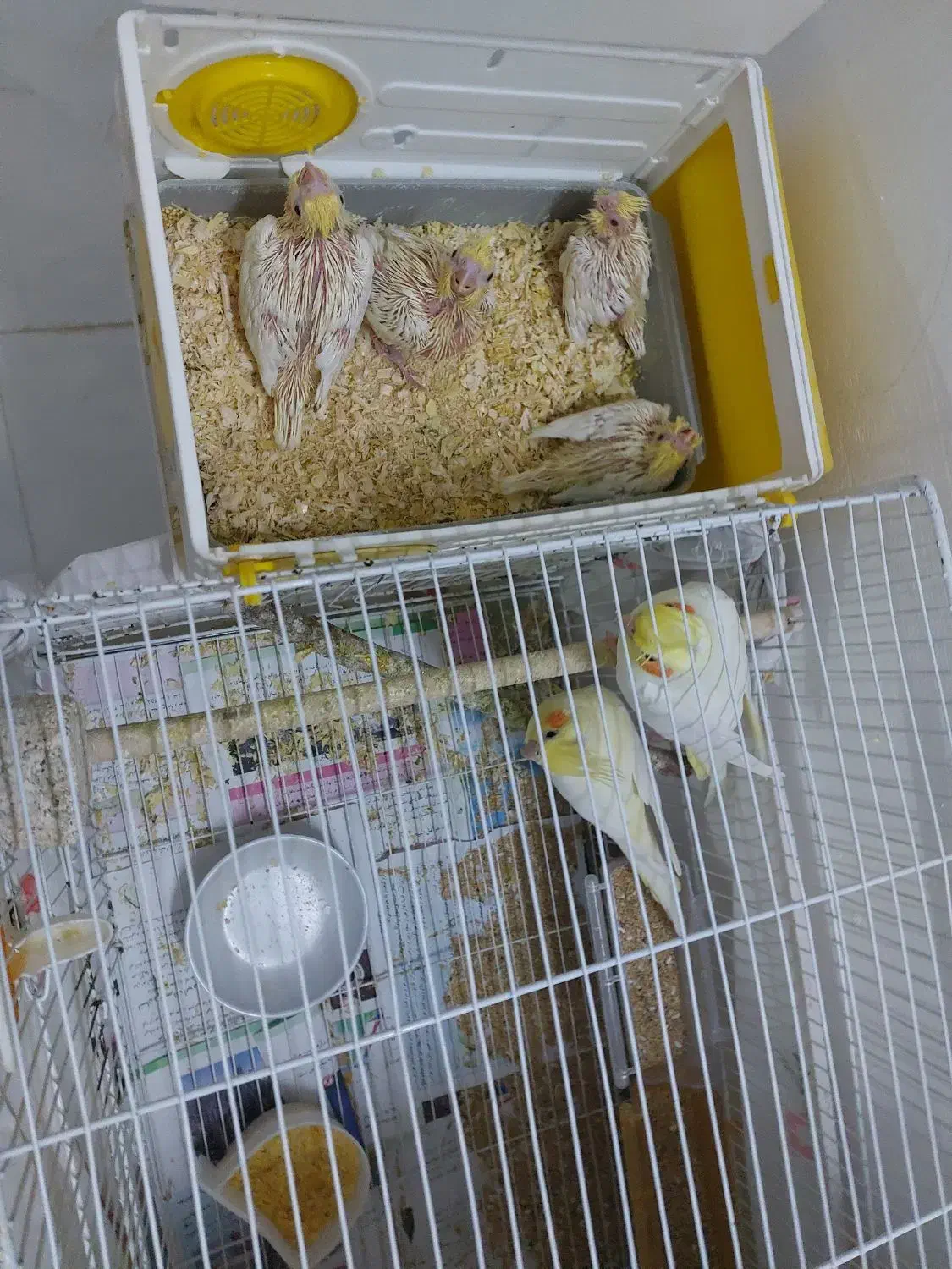 جفت عروس هلندی  با ۴ جوجه|پرنده|مشهد, کشف|دیوار