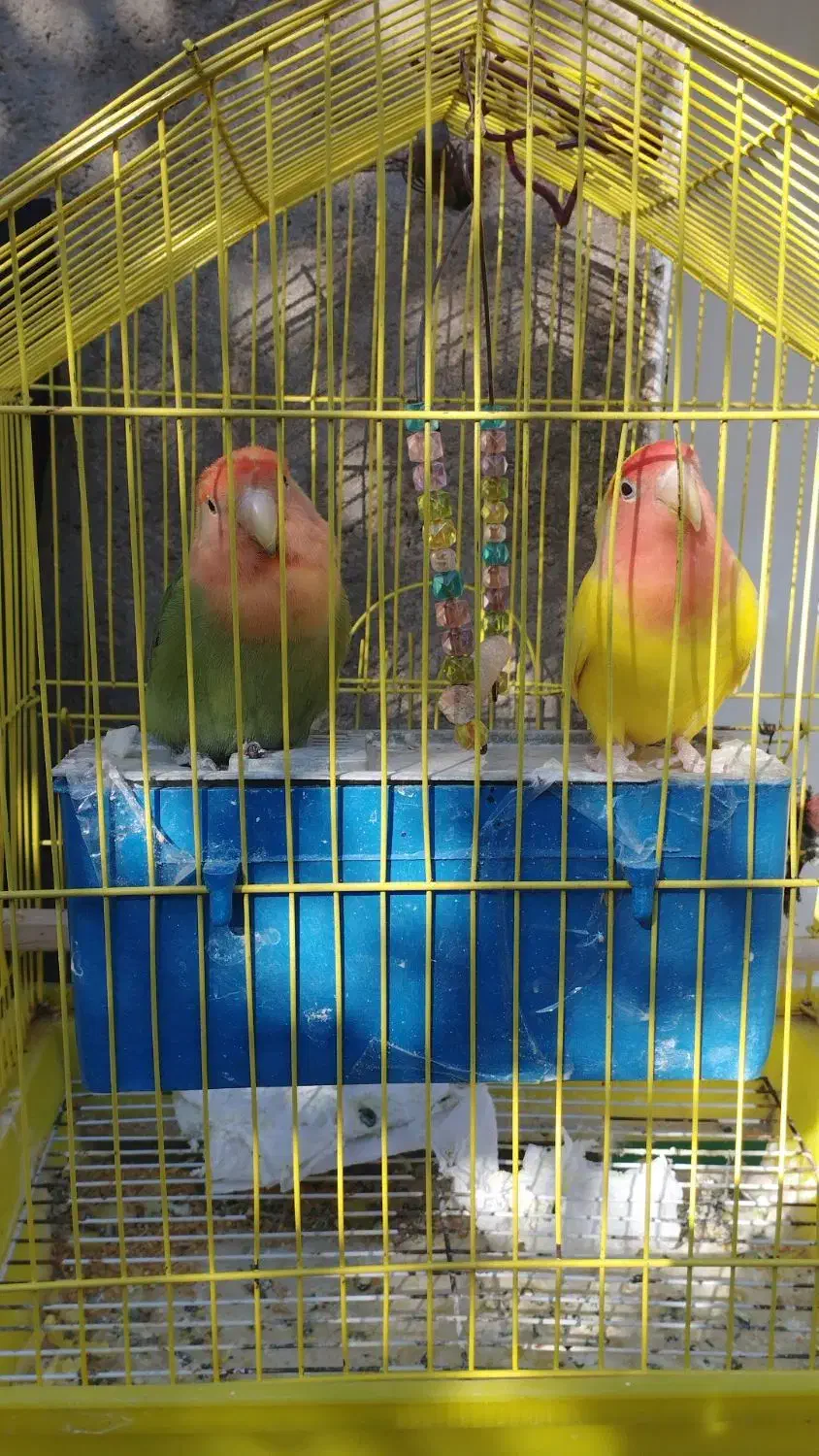 جفت کوتوله|پرنده|شاهرود, |دیوار