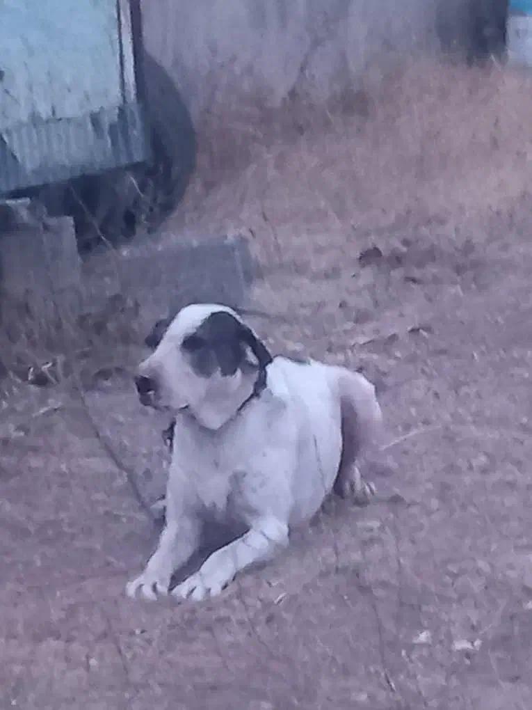 سگ بولی کوتا|سگ|اردبیل, |دیوار