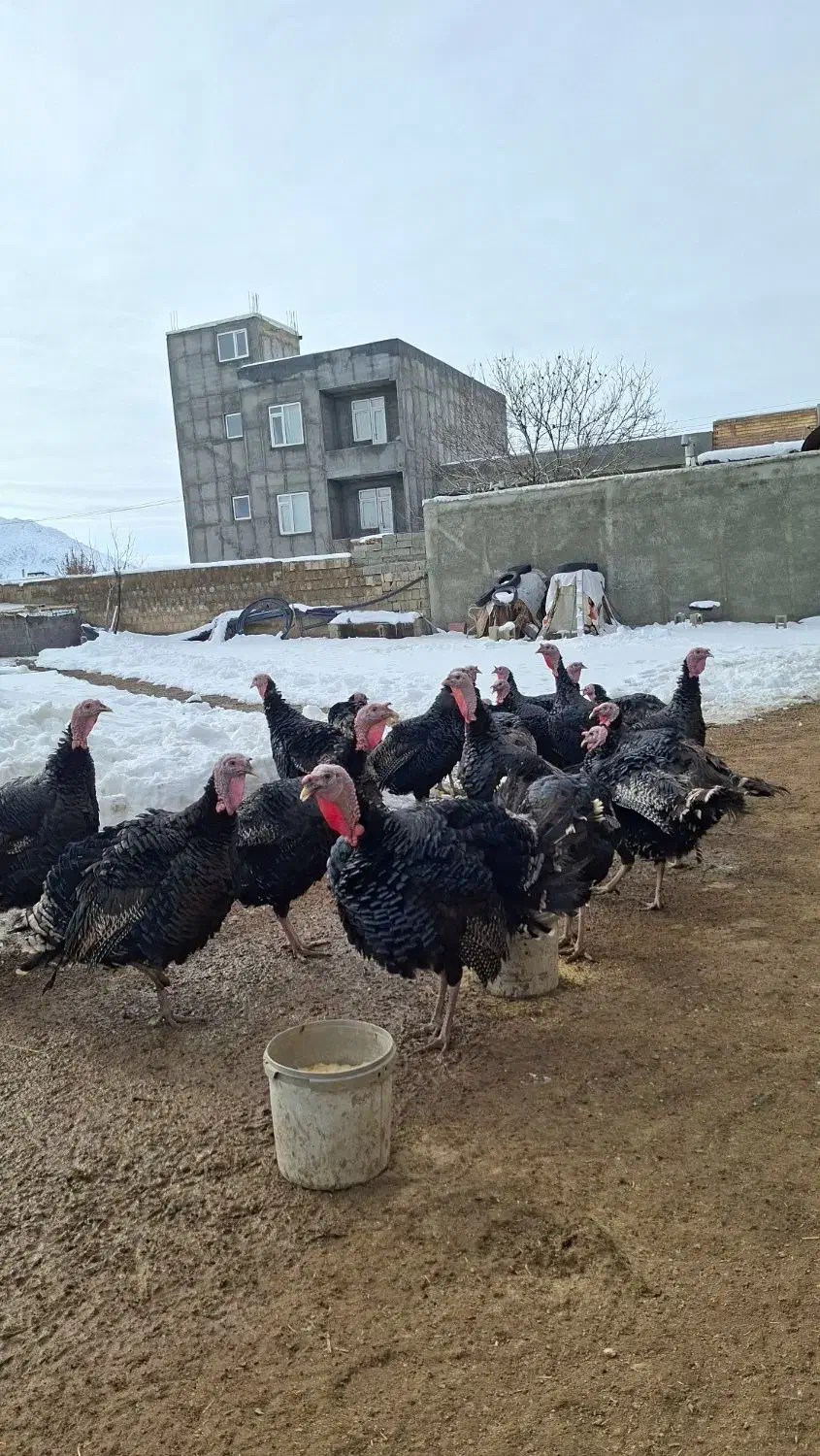 چند‌عدد بوقلمون نر|حیوانات مزرعه|سقز, |دیوار