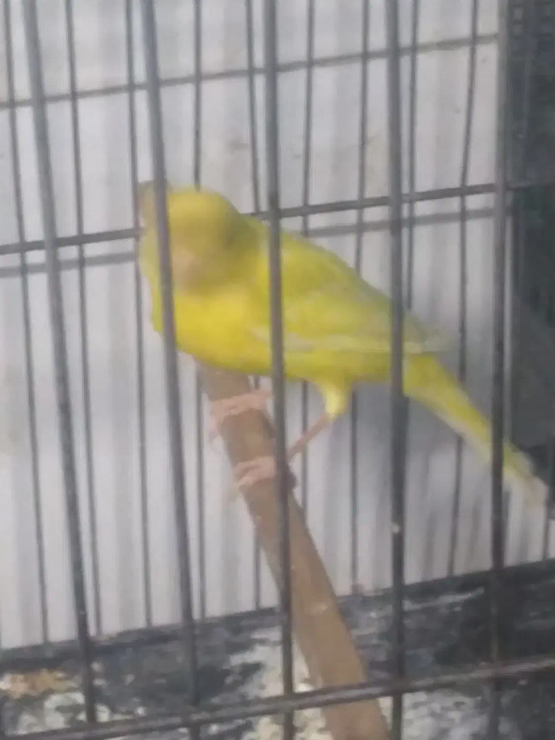 قناری نر کوتاه بلند خون|پرنده|کرج, کوی امامیه|دیوار