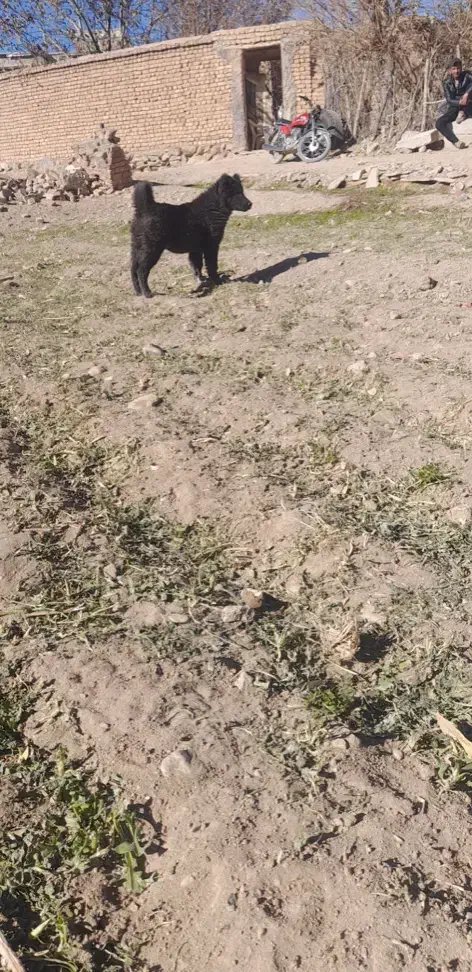 توله لاس قدرحونی|سگ|داران, |دیوار