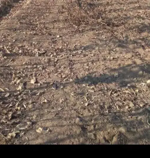 زمین|فروش زمین و ملک کلنگی|قلعه نو, |دیوار