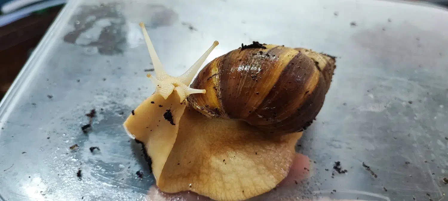 حلزون رایگان|خزنده|اهواز, پردیس دو|دیوار