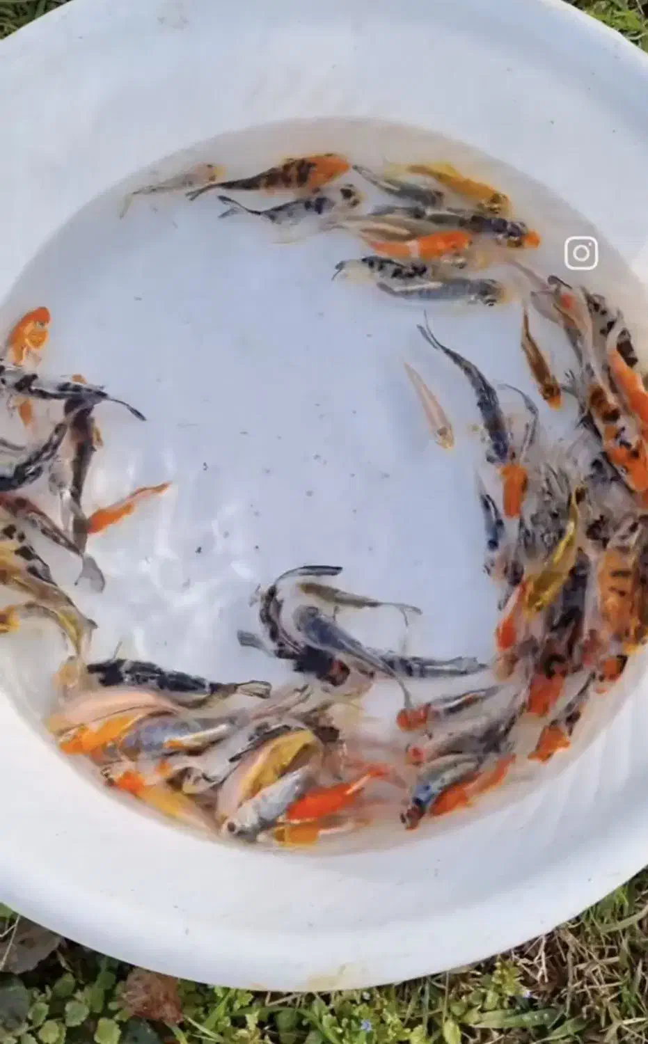 ماهی کوی نژاد چرم سوپر باله|ماهی|اهواز, کیانشهر|دیوار