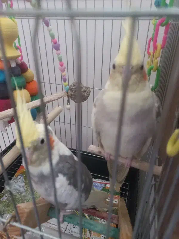 فروش عروس هلندی|پرنده|فولادشهر, مسکن مهر فولادشهر|دیوار