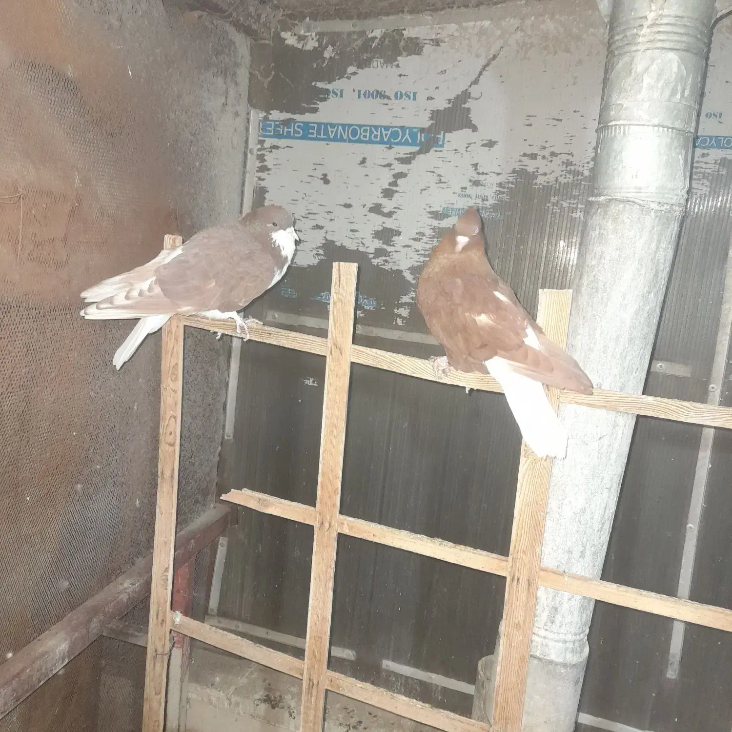 تعدادی کفتر رنگی .واکسن خورده.از پر دراومده|پرنده|قزوین, |دیوار