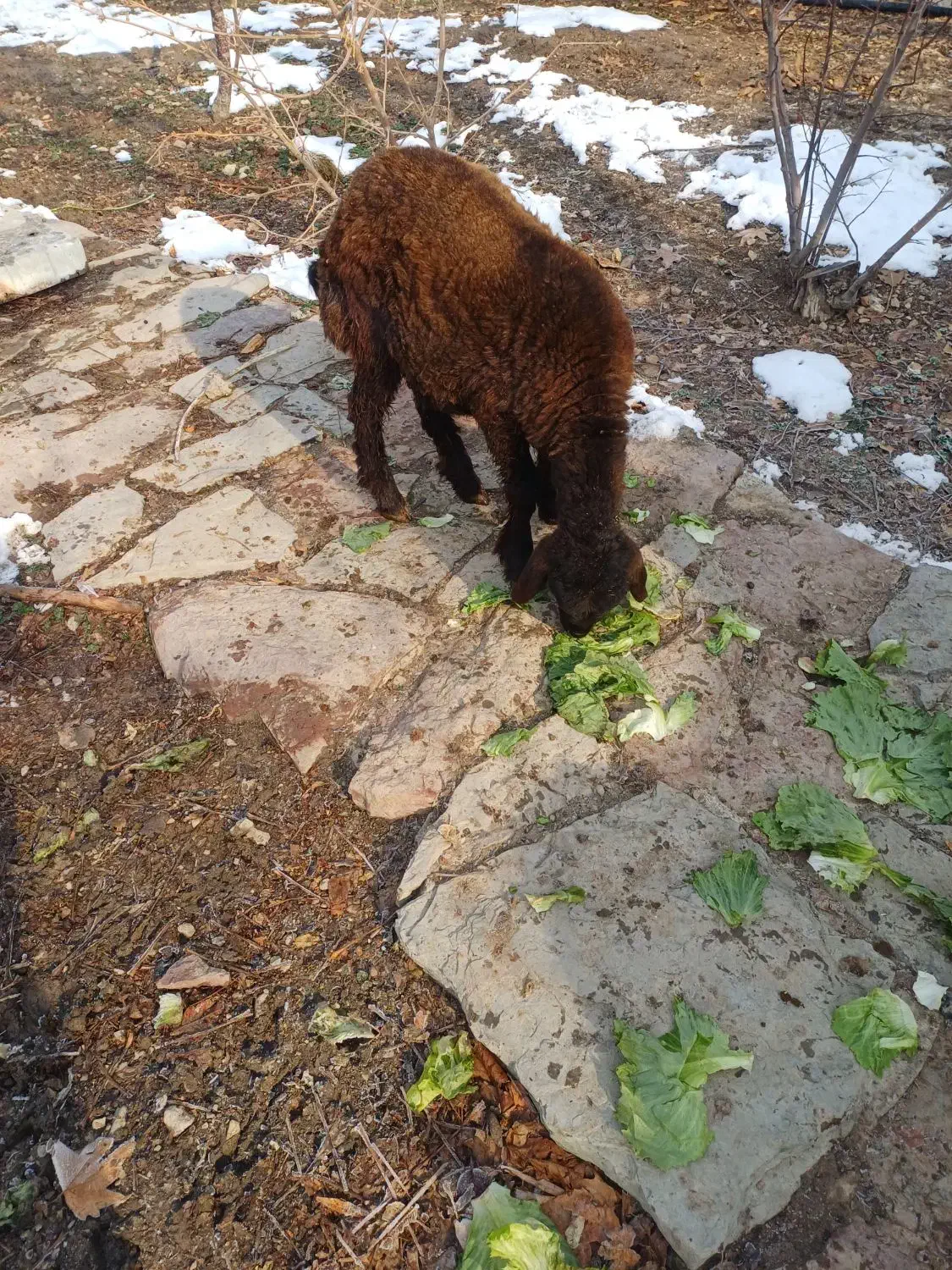 بره|حیوانات مزرعه|فلاورجان, |دیوار