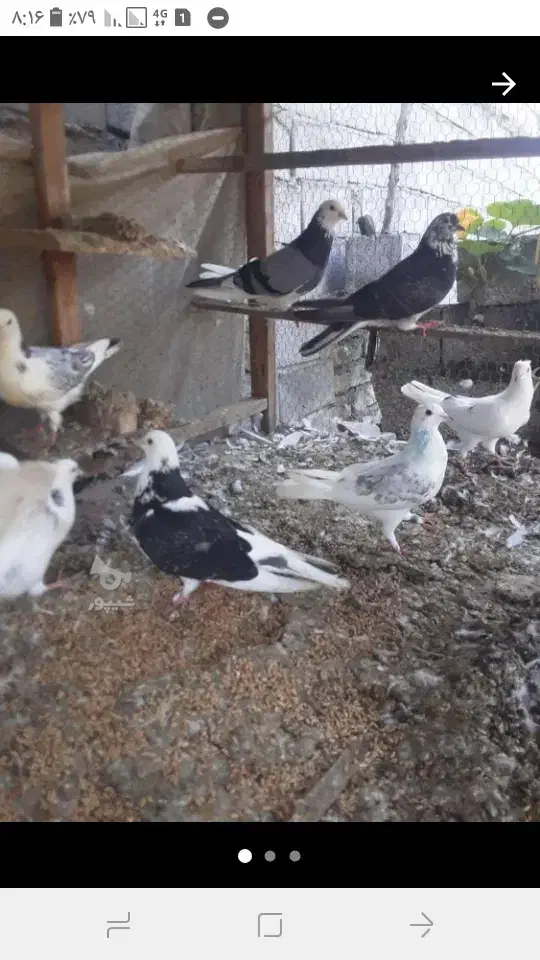 کبوتر پرشی غریبگیری|پرنده|قائمشهر, |دیوار