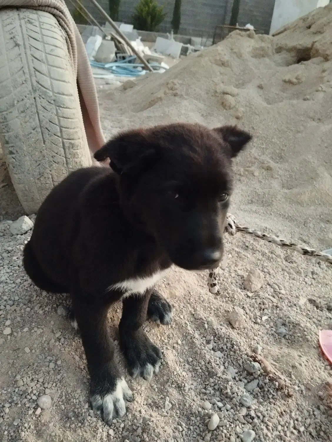 توله نر قدرجونی|سگ|شیراز, قلات|دیوار