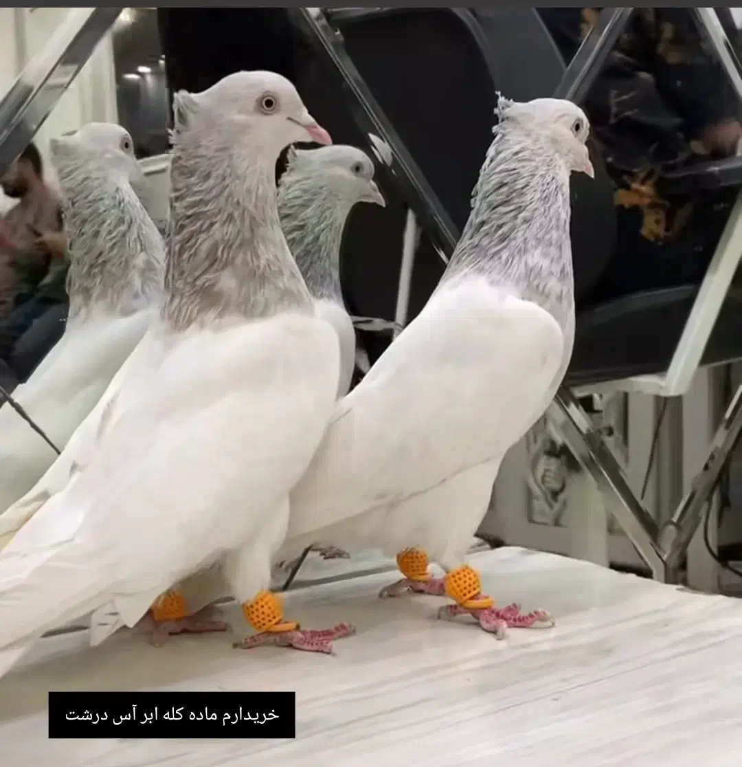 کله ابر ماده اس و درشت کلاهی|پرنده|بم, |دیوار