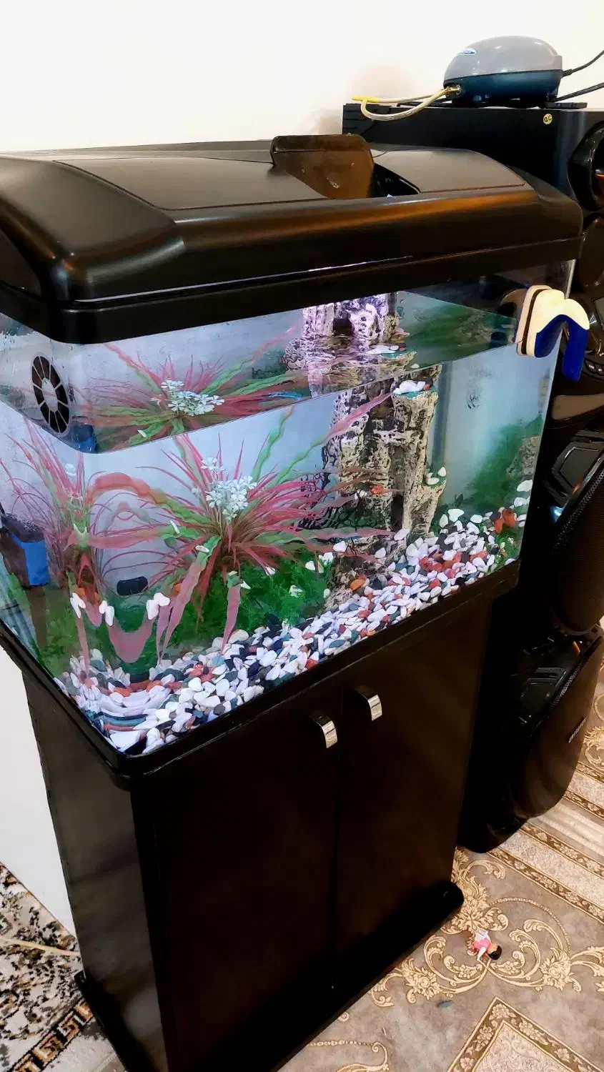 اکواریوم دلسا|ماهی|پاکدشت, پاکدشت (مامازند)|دیوار