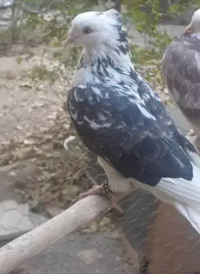 کبوتر فروشی|پرنده|گلپایگان, |دیوار