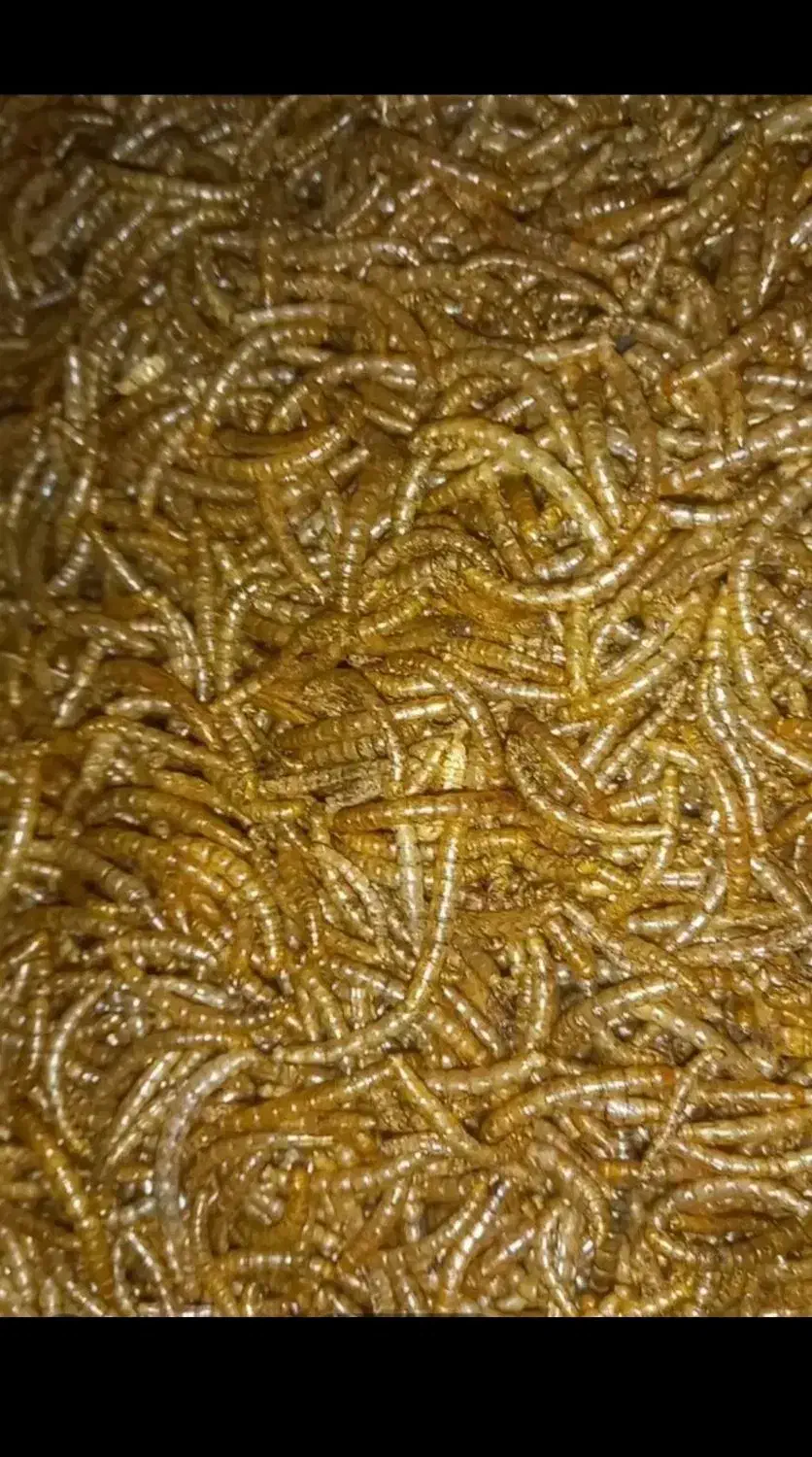 کرم میلورم خشک|خزنده|خمینی‌شهر, |دیوار