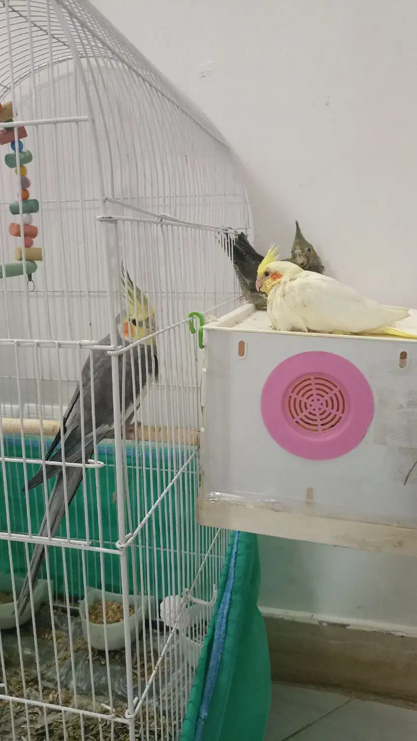 عروس هلندی مولد در کمیجان|پرنده|کمیجان, |دیوار