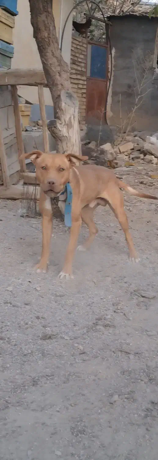 پیتبول نر|سگ|تهران, تهرانسر مرکزی|دیوار