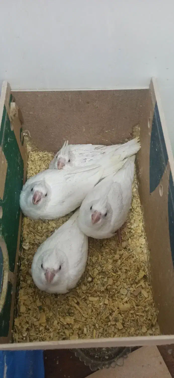 جوجه عروس هلندی البینو|پرنده|اهواز, شهرک اکباتان|دیوار