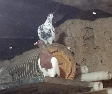 ۲تایهودی ۲تا طوقی|پرنده|عنبران, |دیوار