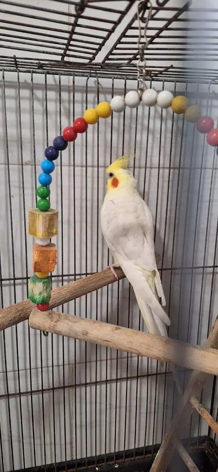 جفت عروس هلندی سخنگو|پرنده|حمیدیا, |دیوار