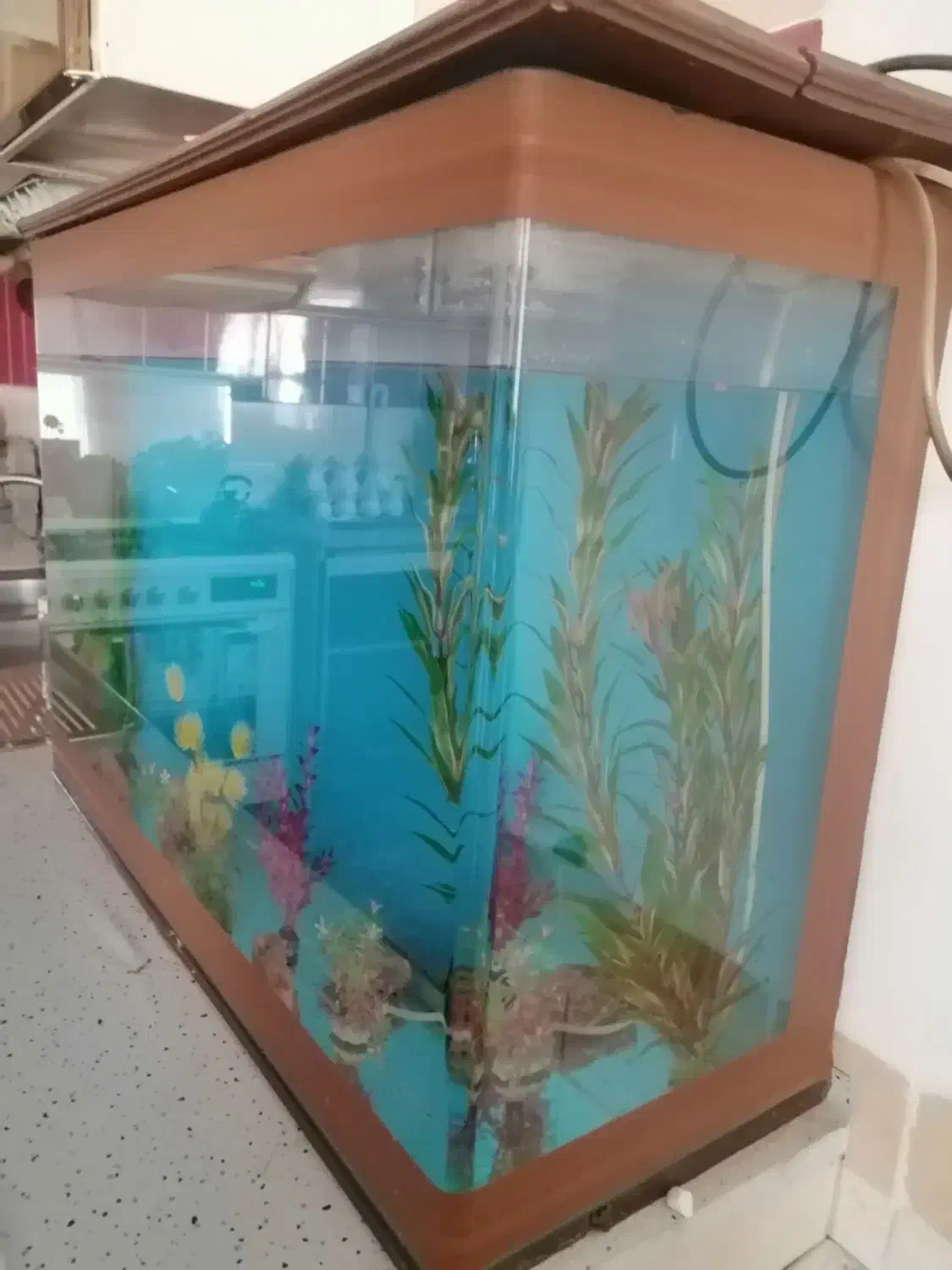 اکواریوم سالم بادرب چوبی وگلهای تزیینی وسنگ|ماهی|نیشابور, باغرود|دیوار