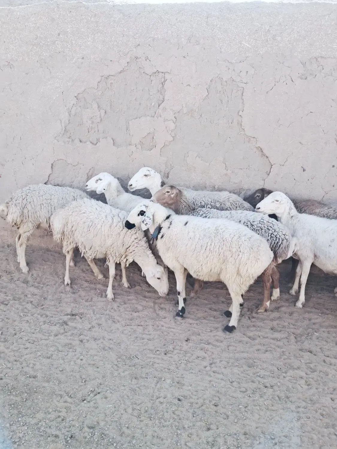 فروش چند راس میش چینی|حیوانات مزرعه|کاشمر, |دیوار