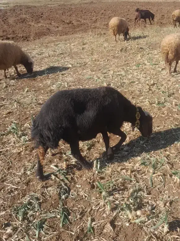 تعداد ۲میش اوستن|حیوانات مزرعه|تربت جام, امام|دیوار