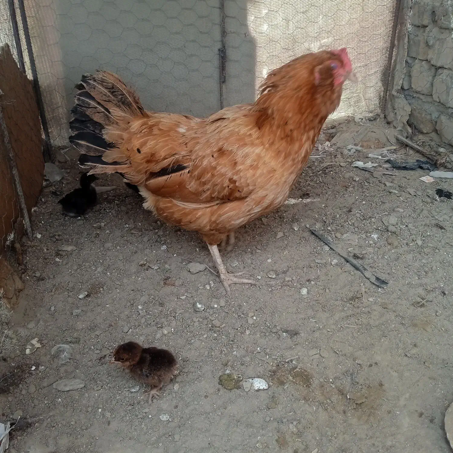 مرغ|حیوانات مزرعه|زهک, |دیوار