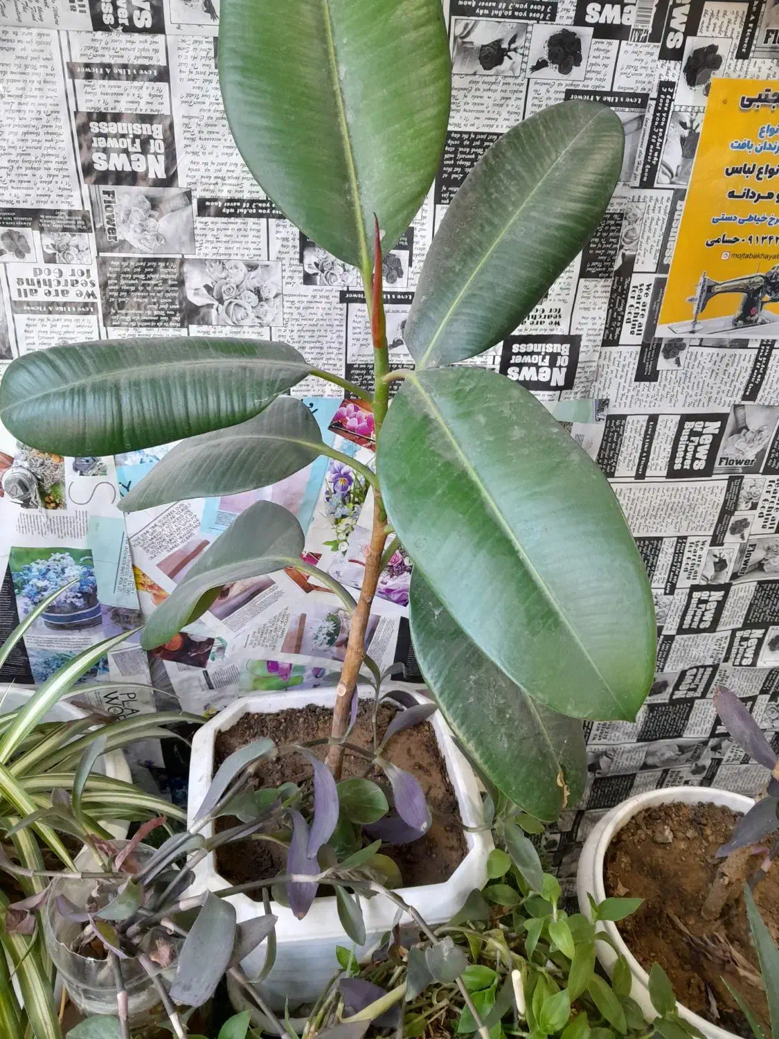 گل آپارتمانی|گل و گیاه طبیعی|شهرکرد, |دیوار