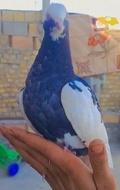 کبوتر دستی|پرنده|حمیدیا, |دیوار