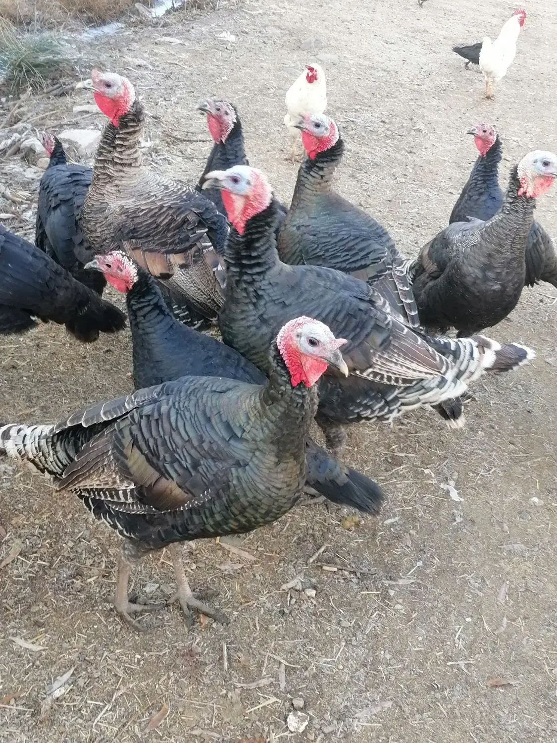 فروش بو قلمون (قه ل)|حیوانات مزرعه|اشنویه, |دیوار