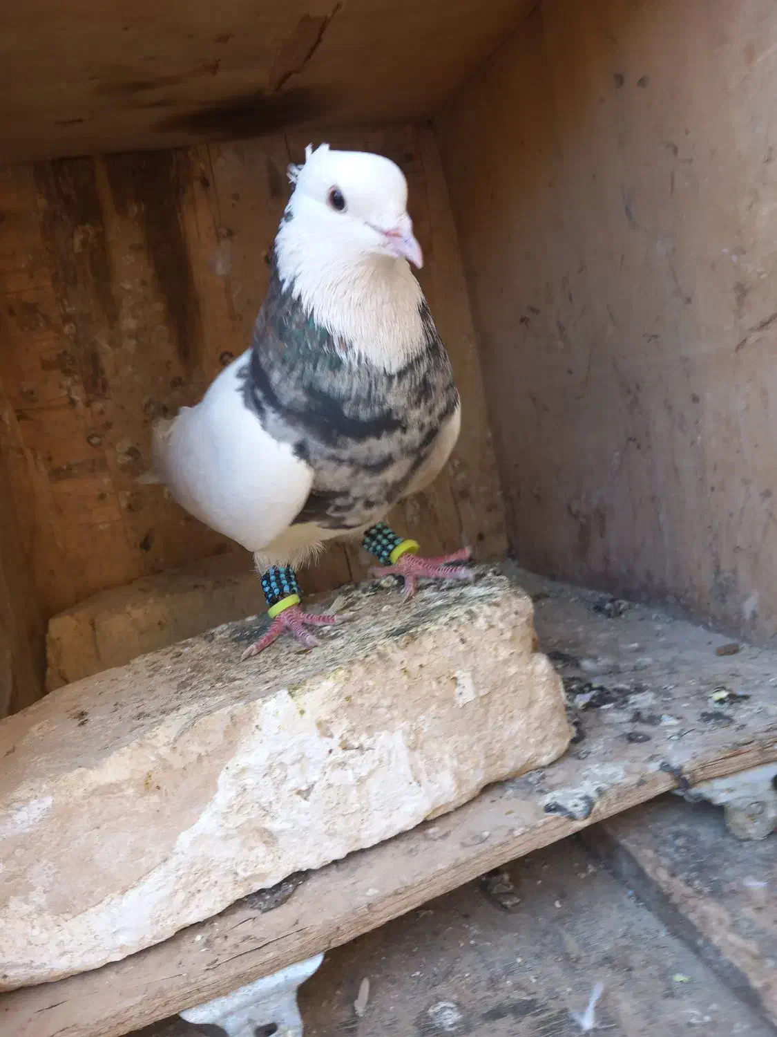 کبوتر طوقی شازده نر و ماده|پرنده|فیروزآباد (فارس), |دیوار