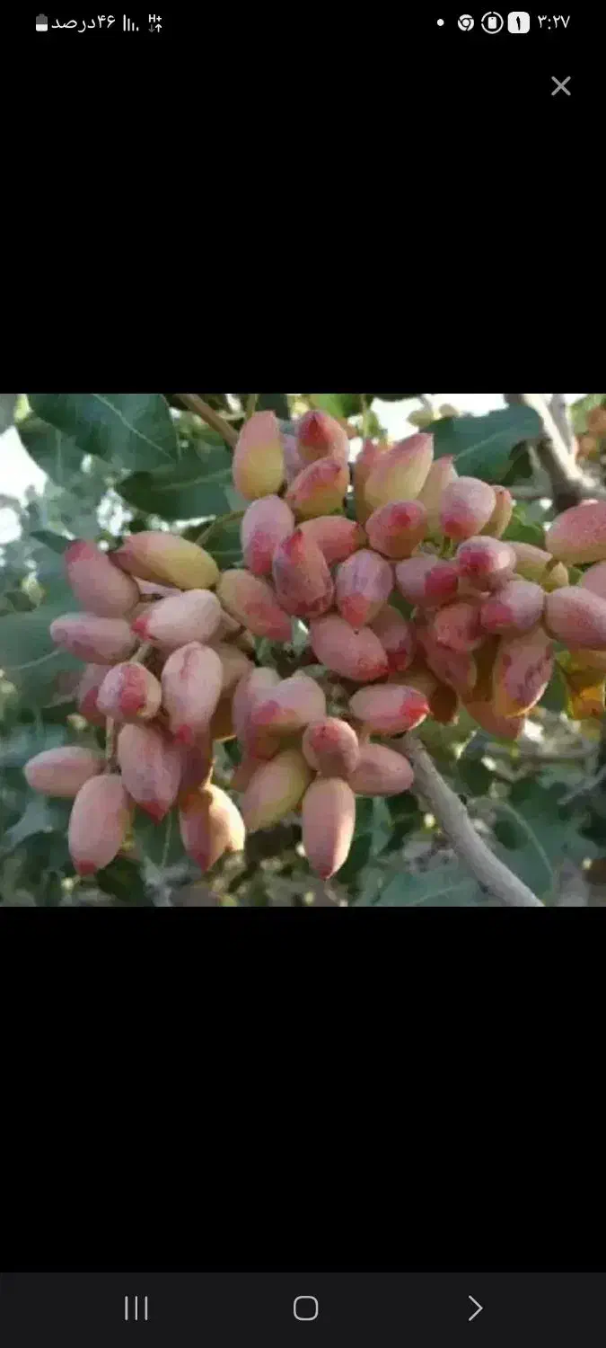 کارگر پتاری از اردوگاه با وسایل کامل وتجربه|خدمات باغبانی و درختکاری|رفسنجان, |دیوار