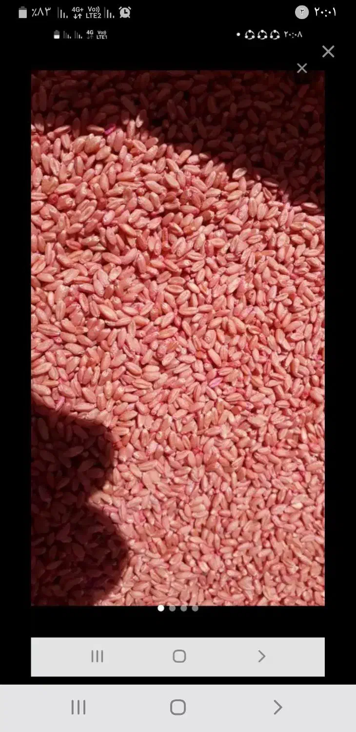 بزر ریژاو|خدمات باغبانی و درختکاری|کامیاران, |دیوار