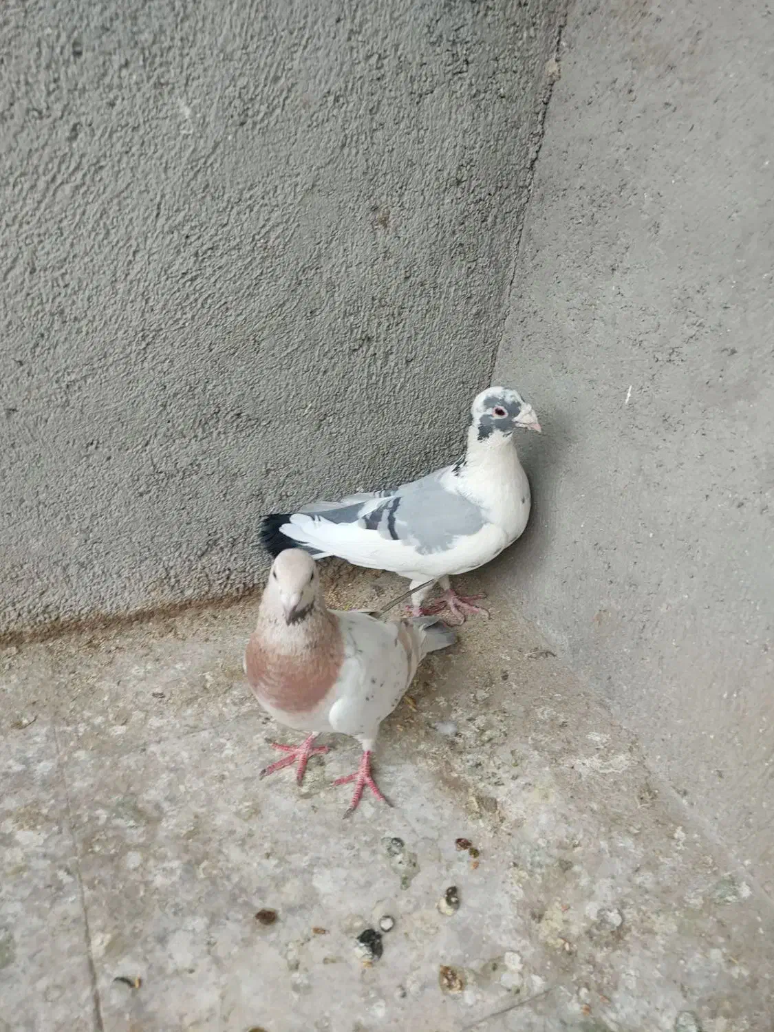 کبوتر|حیوانات|سبزوار, چهارراه فرودگاه|دیوار