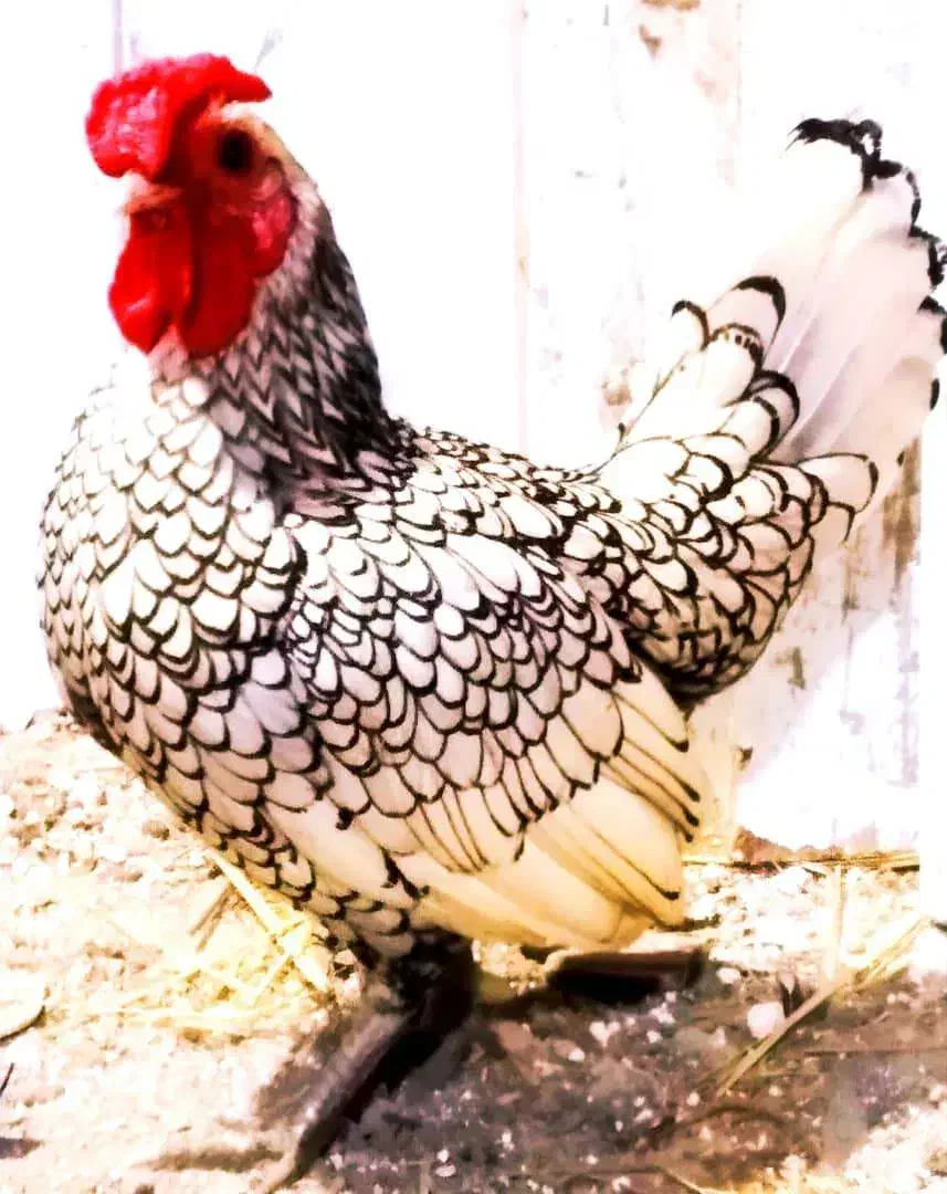 سیبرایت|حیوانات مزرعه|لاهیجان, طالقانی|دیوار