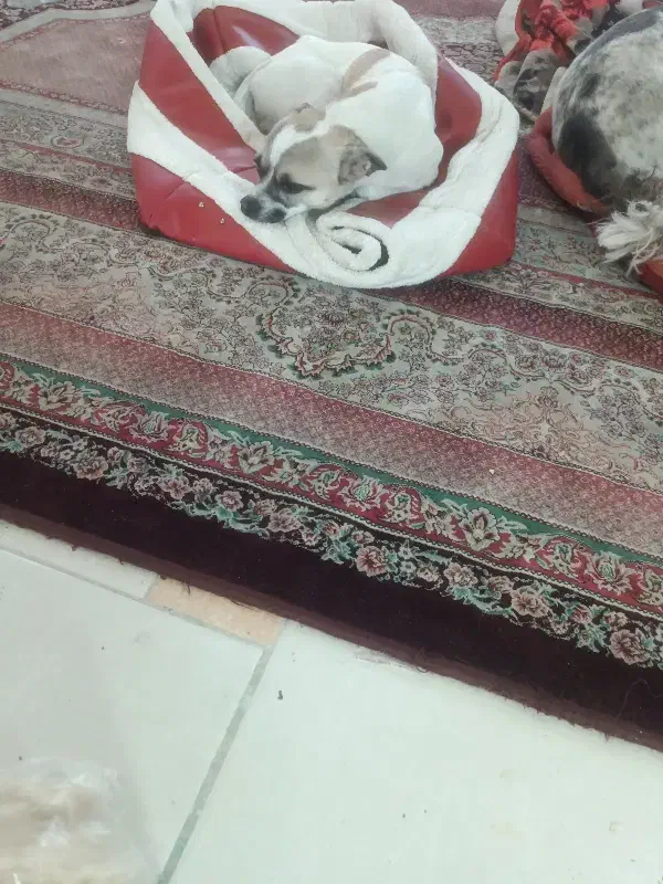 سگ گمشده|حیوانات|پرند, فاز ۲|دیوار