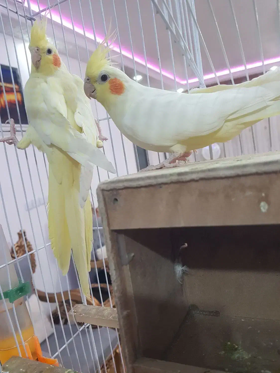 عروس|پرنده|لردگان, |دیوار