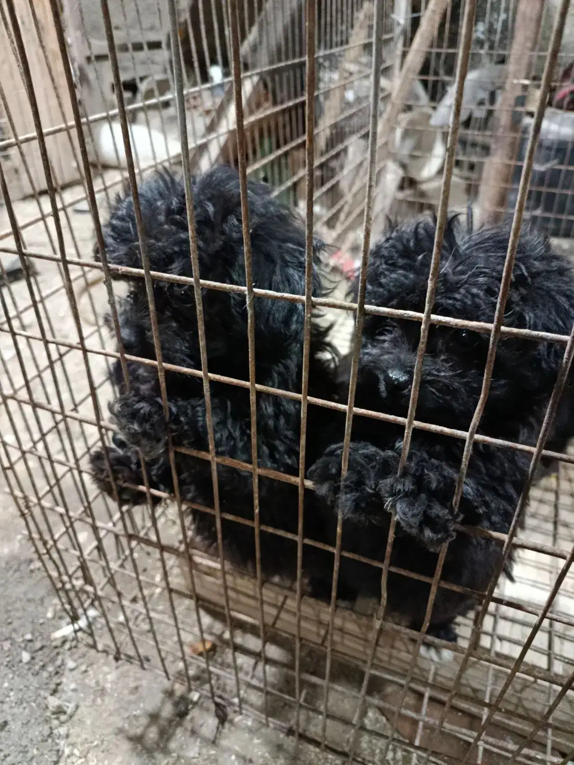 سگ‌پا‌کوتا|سگ|دامغان, |دیوار