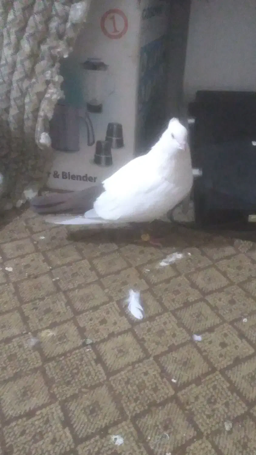 کبوتر دم قهوه ای|پرنده|اندیمشک, |دیوار