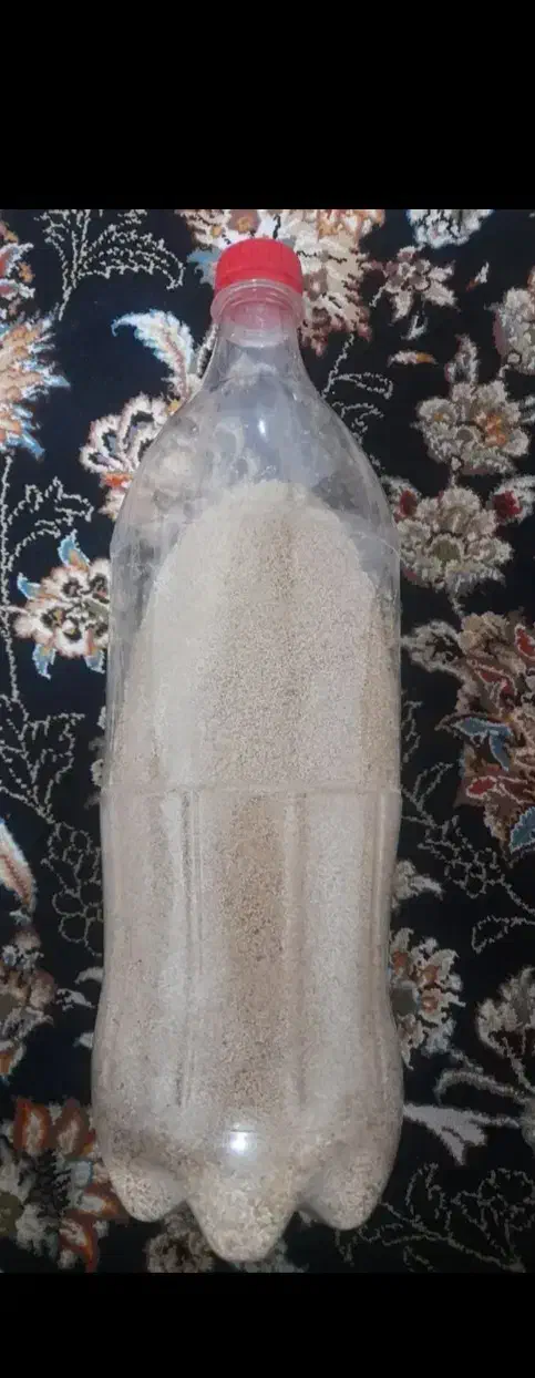 بذر ناب|گل و گیاه طبیعی|کوهدشت, |دیوار