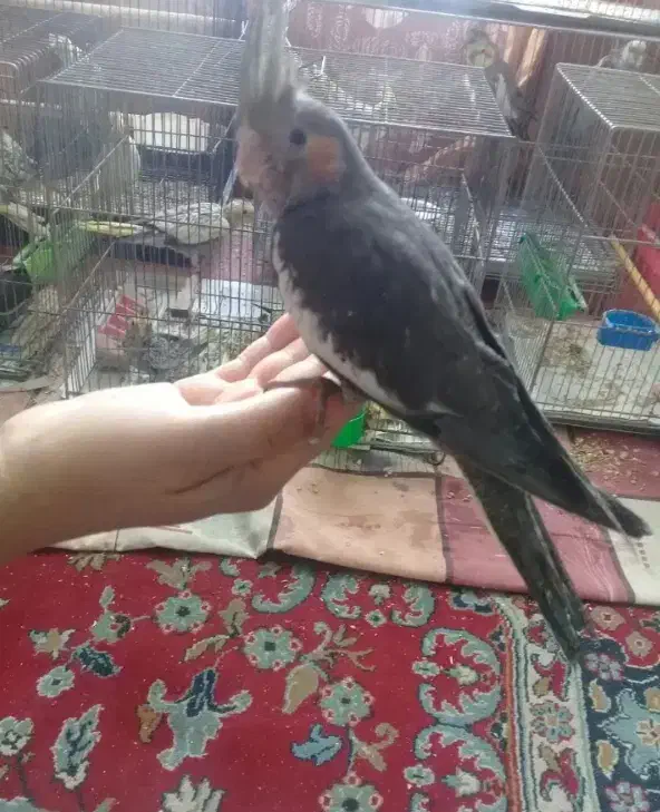 پرنده|پرنده|شهرکرد, |دیوار