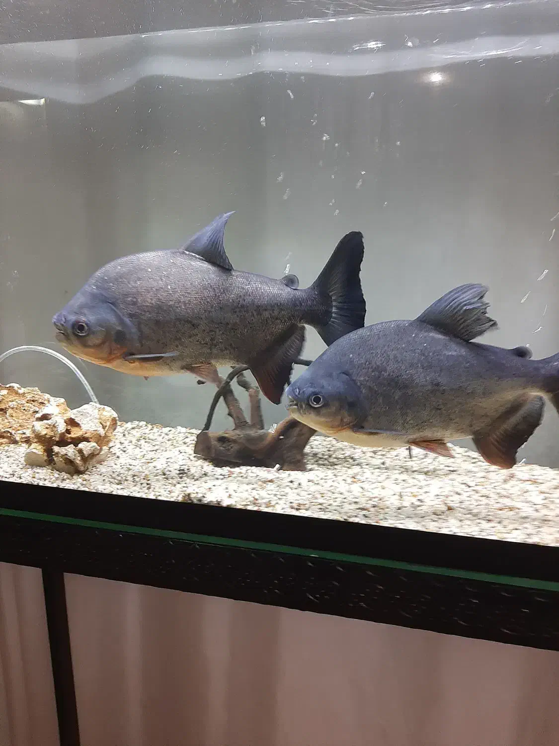 پیرانا نروماده ۳۰ سانتی رنگ عالی و خوب|ماهی|تبریز, |دیوار