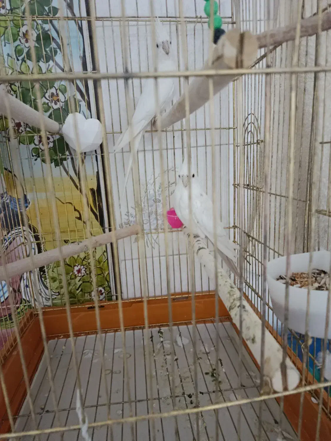 عروس هلندی|پرنده|کوهدشت, |دیوار